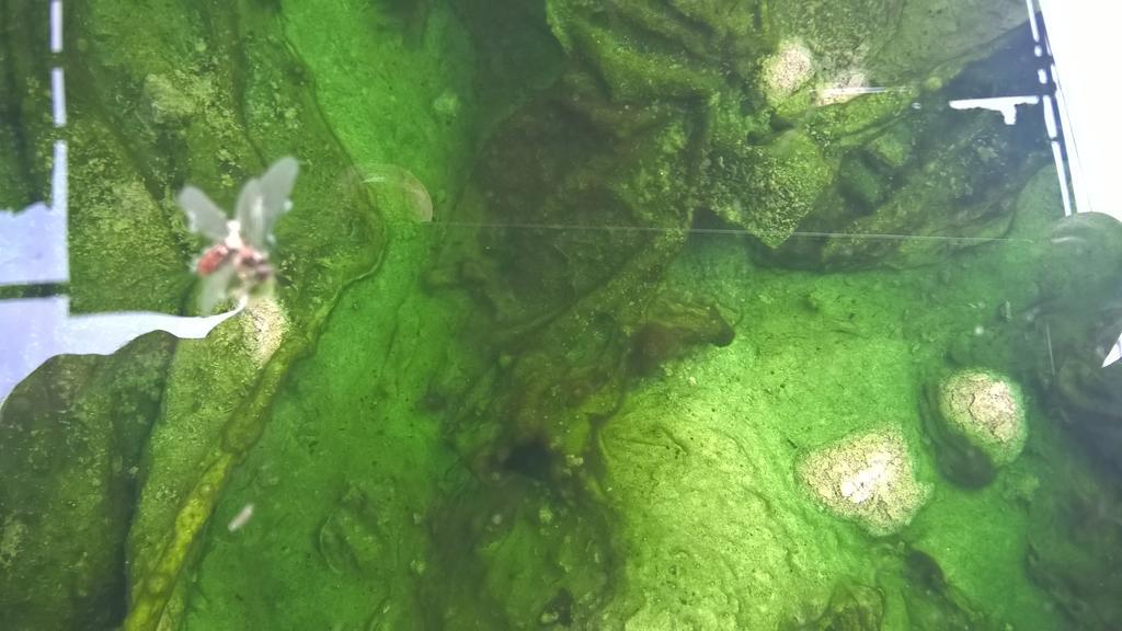 Hotel Terme Belvedere Abano Terme Luaran gambar